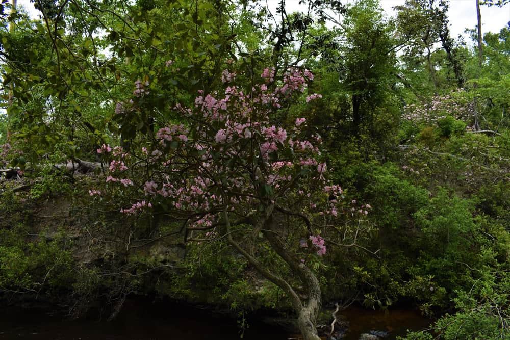 Florida Trail, Econfina Creek