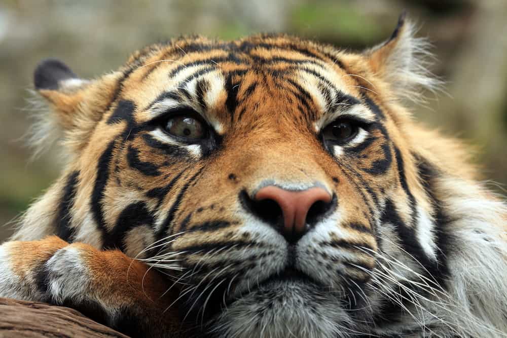 Edinburgh Zoo