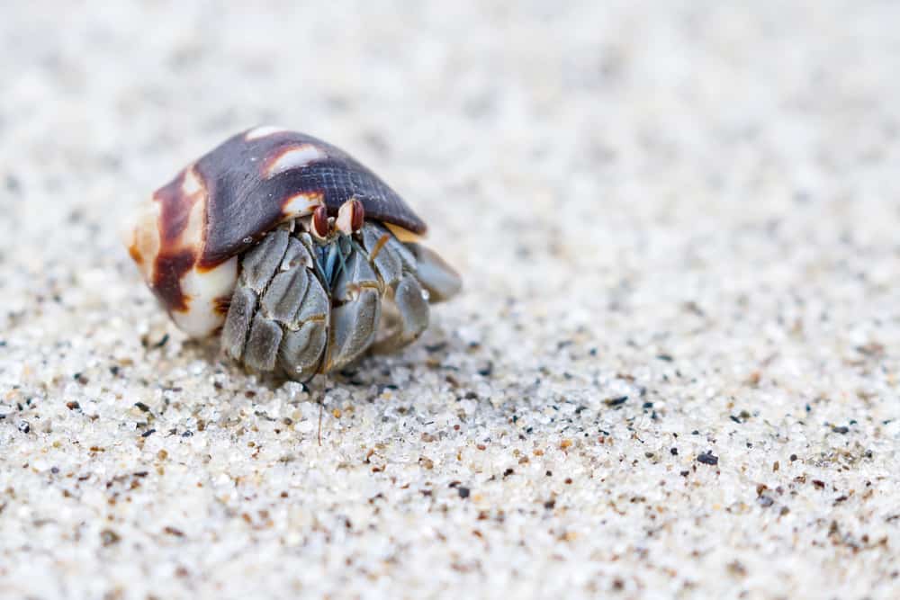 Hermit Crab on the Beach