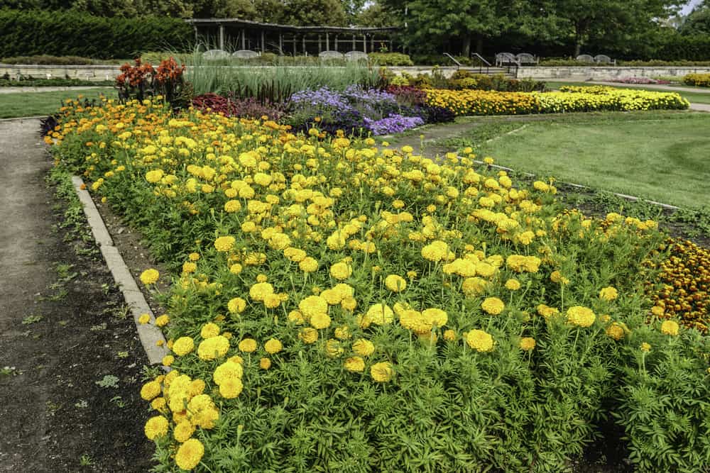 University of Illinois Arboretum
