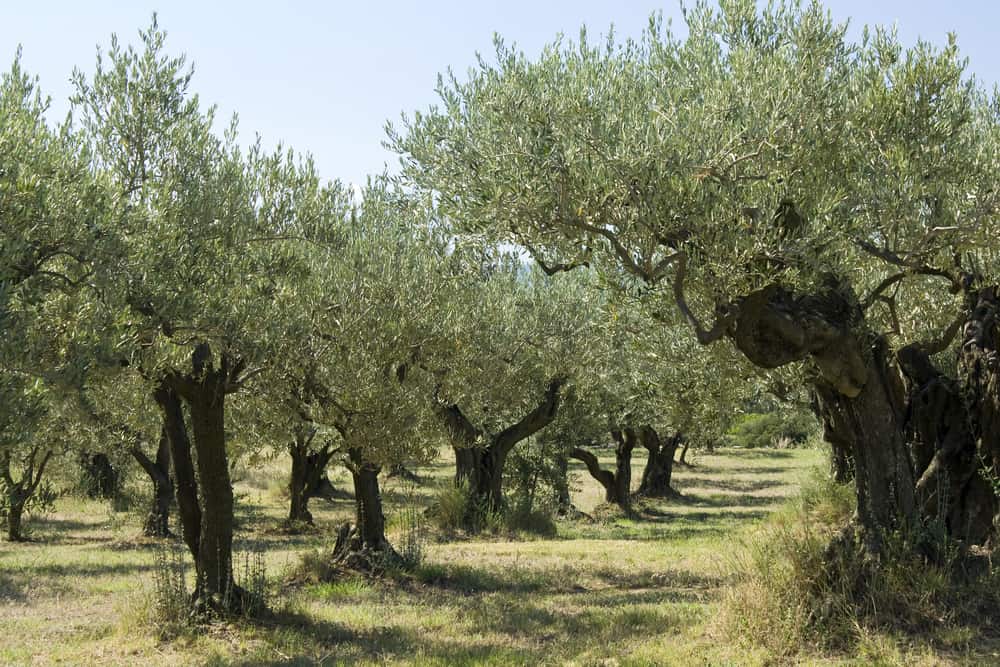 olive cultivation