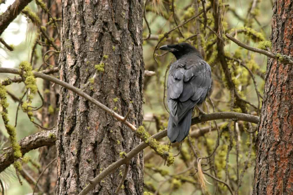 McLellan Conservation Area