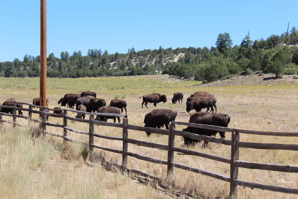 Win Tur Bison Farm