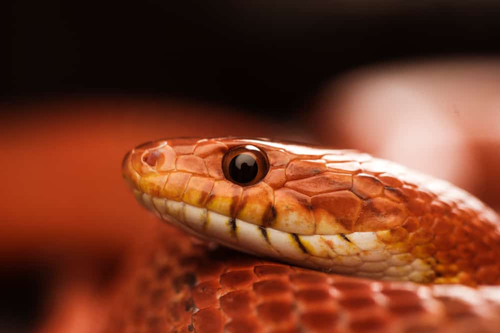 Snake