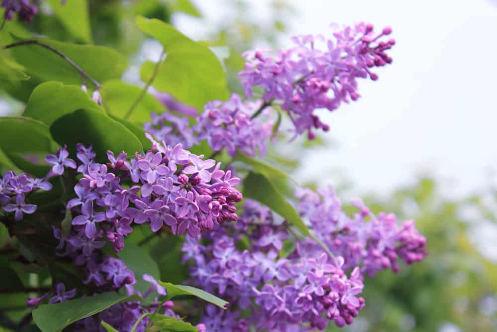 Lilac Time