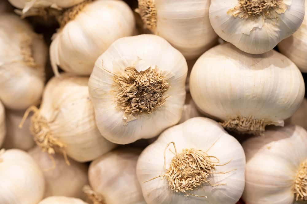 Garlic