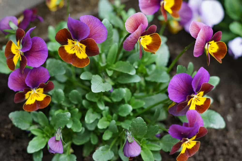 Flowers