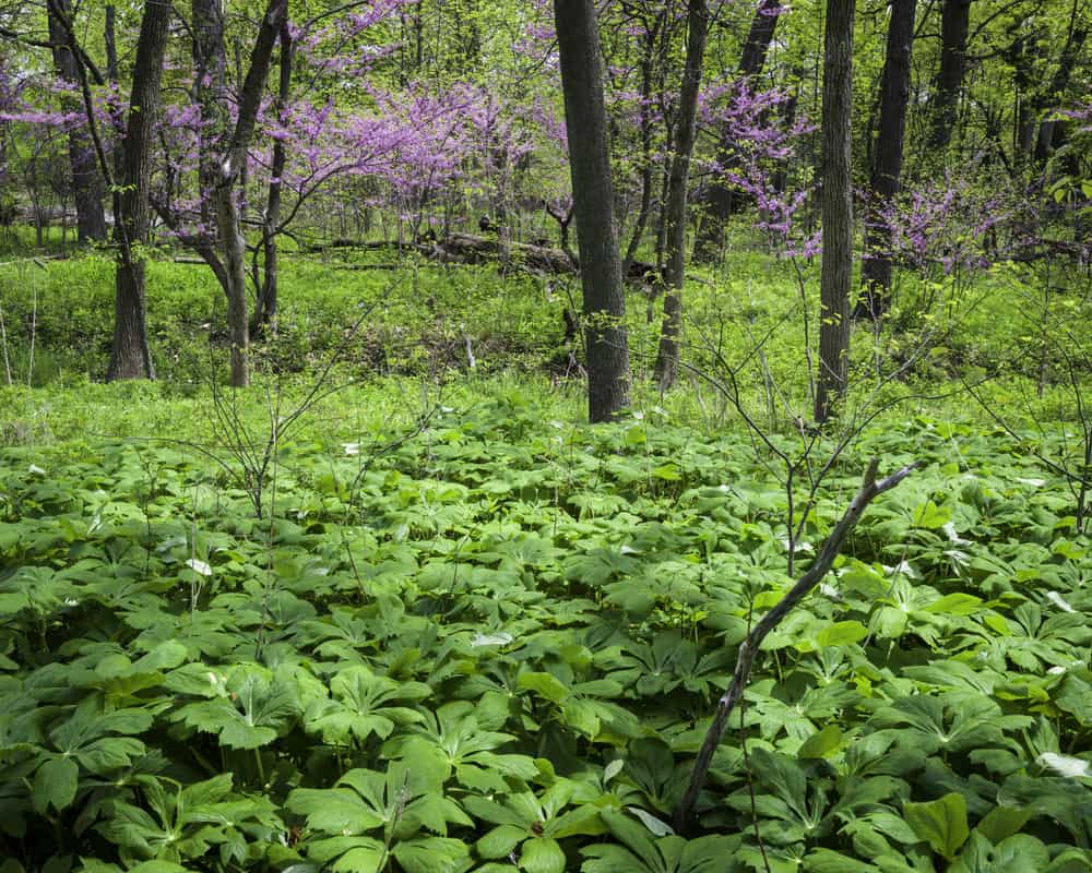 Lyman Woods