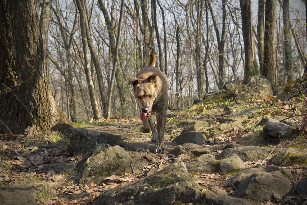 Shenipsit State Forest