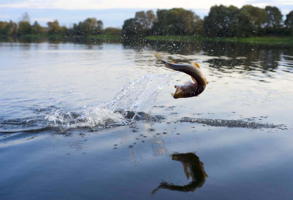 Fishing Northern Pike