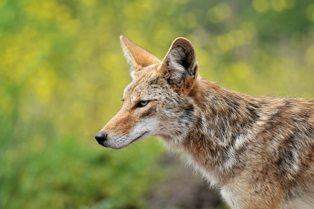 Coyote