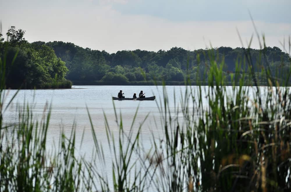 Busse Woods