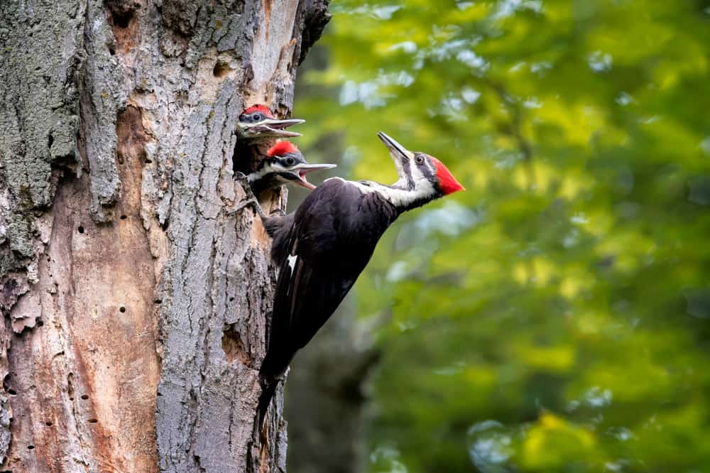 Pileated Woodpecker