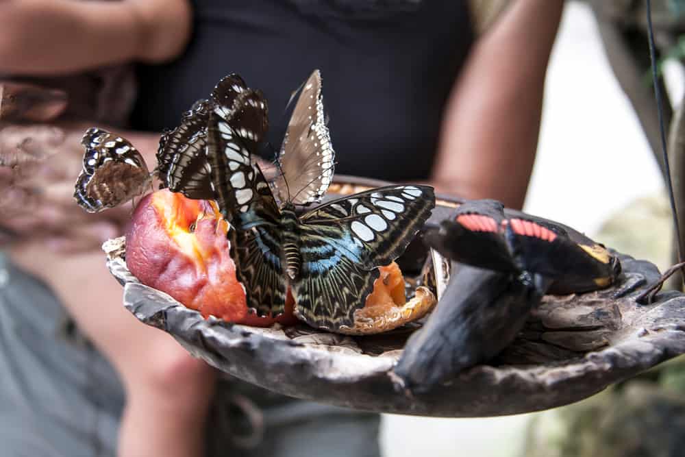 Butterfly Pavilion and Insect Center