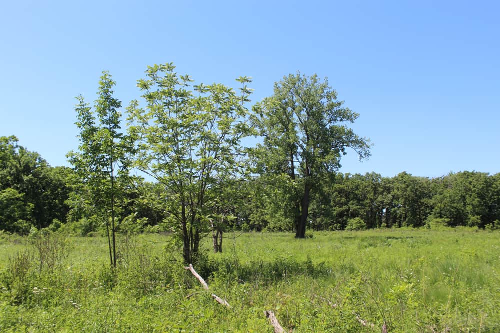 Somme Preserves