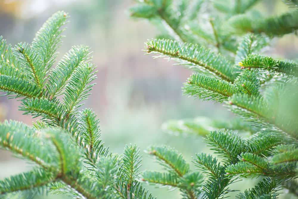 Fraser Fir
