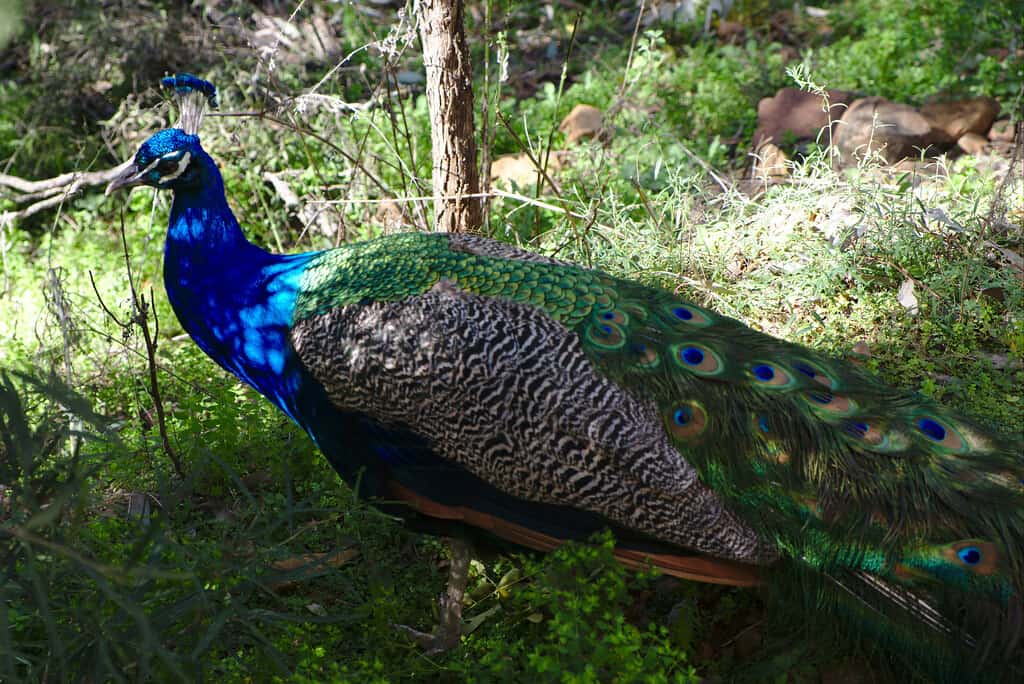 Tamworth Marsupial Park