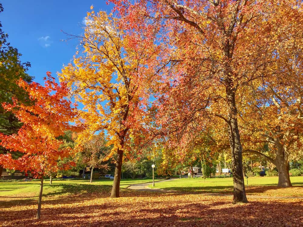 Wagga Wagga Botanic Gardens