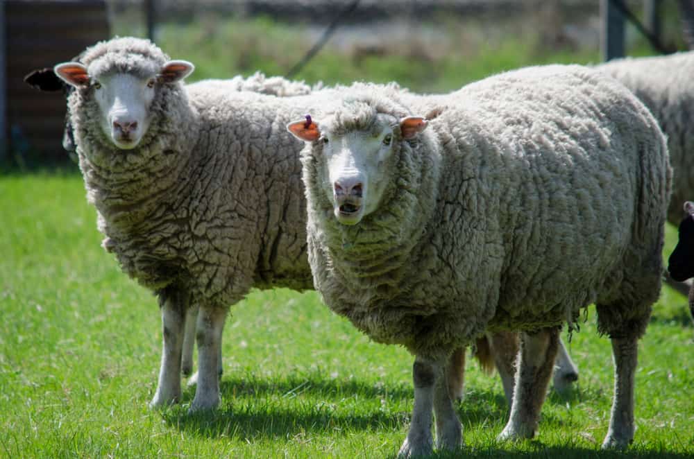 Wonky Windmill Farm & Eco Park