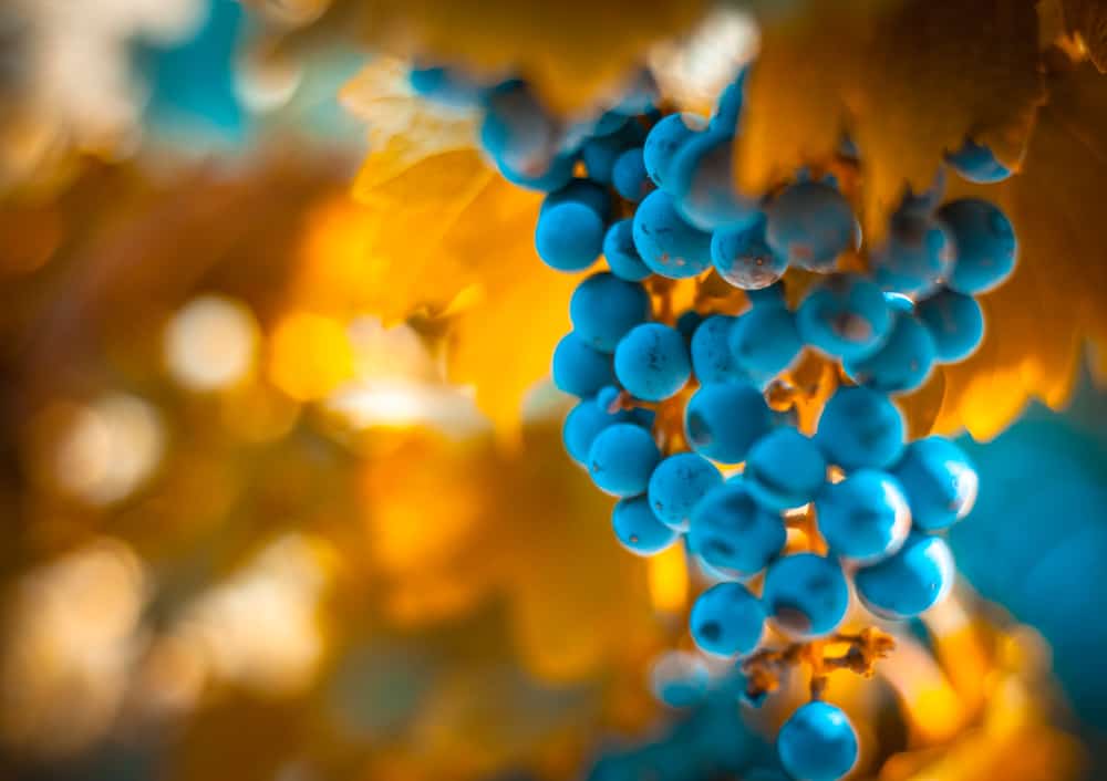 Orange Wine Region