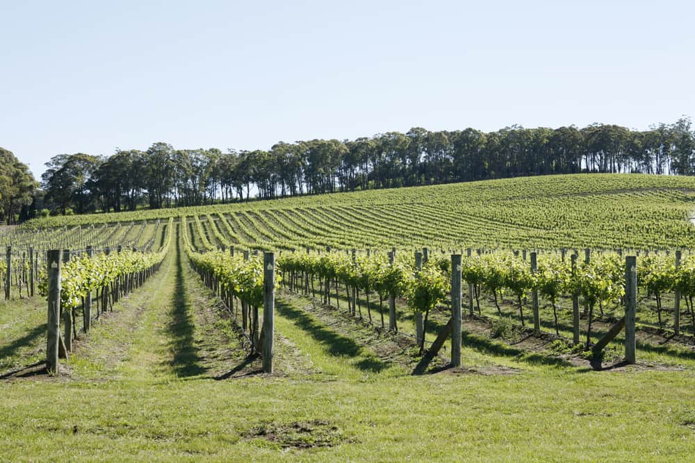 Southern Highlands Wine Region