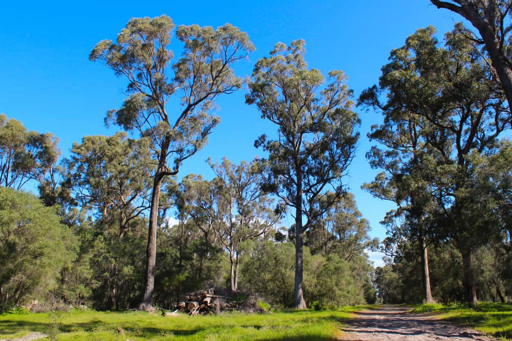 Ludlow Tuart Forest National Park