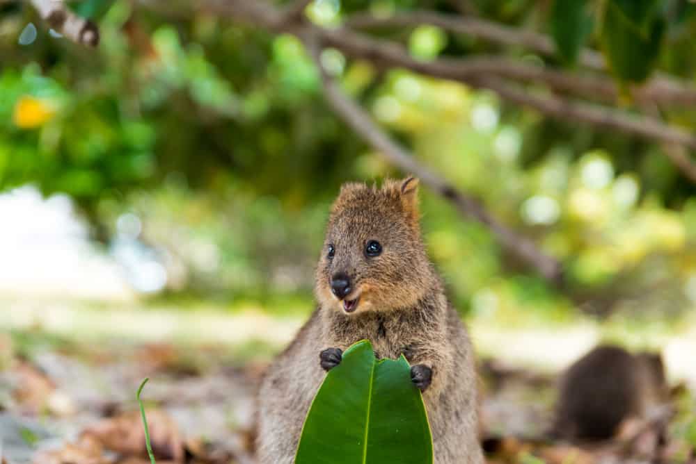Quokka