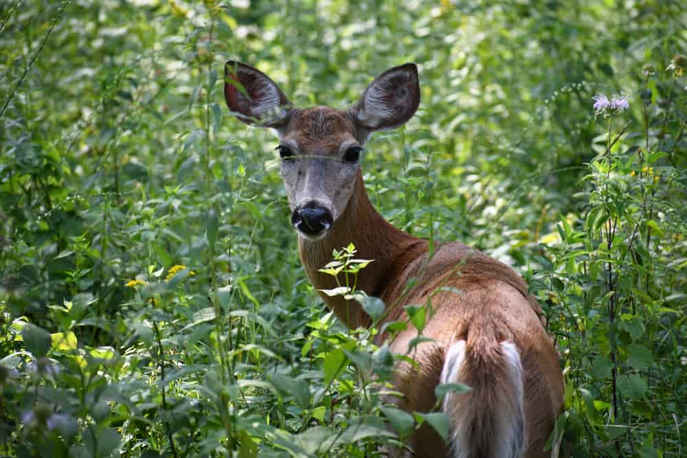 Augustine Wildlife Area