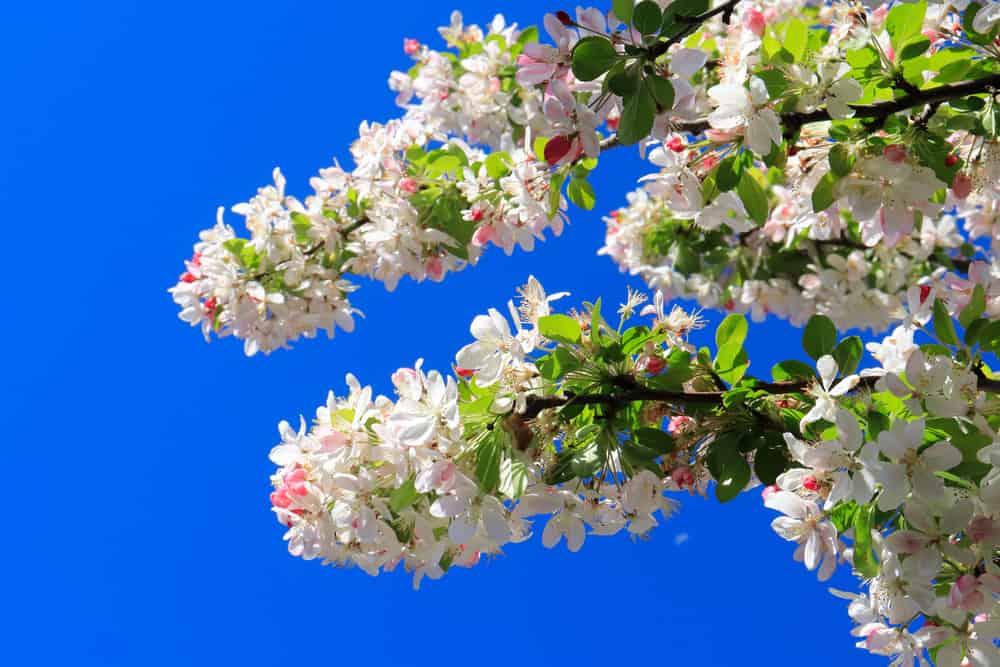 Cherry Tree Walk