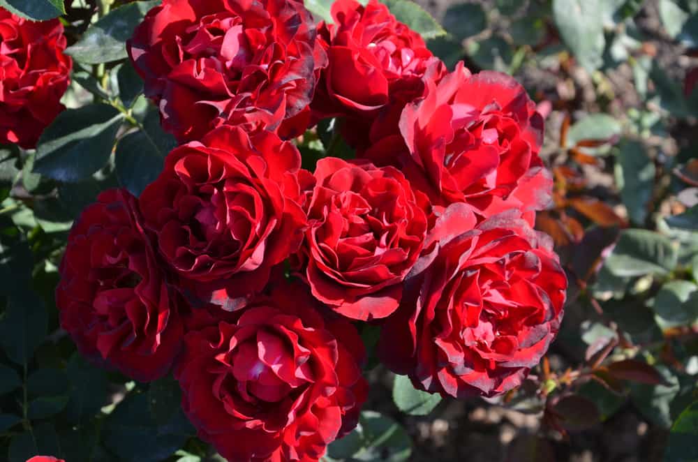 Morwell Centenary Rose Garden