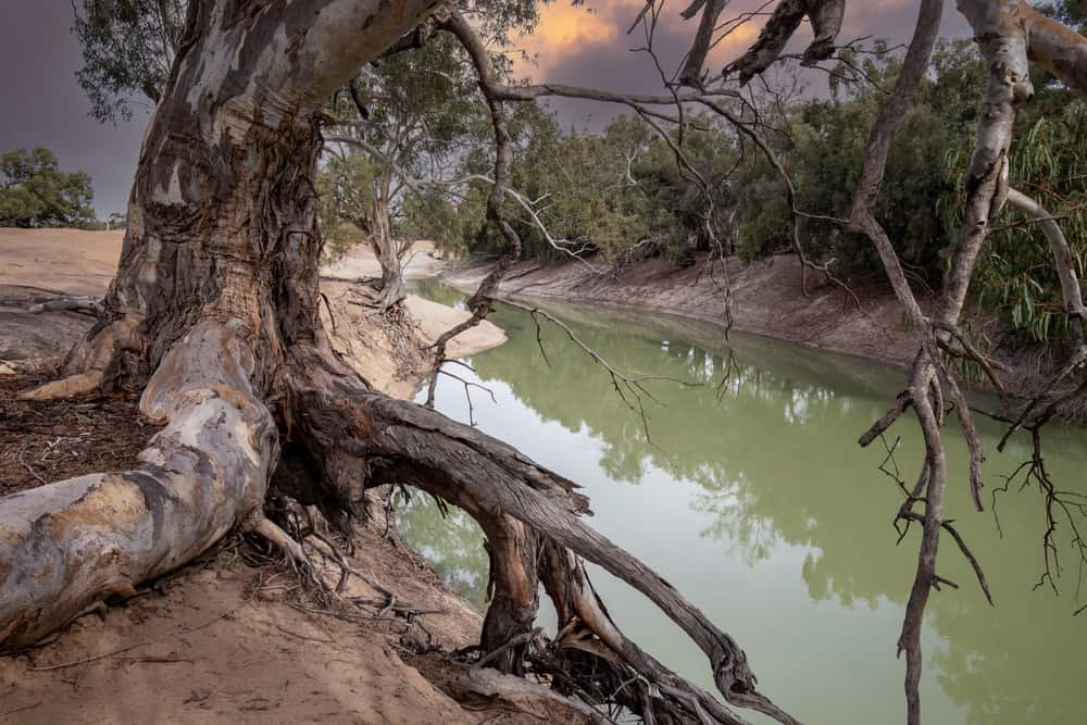 Darling River Run