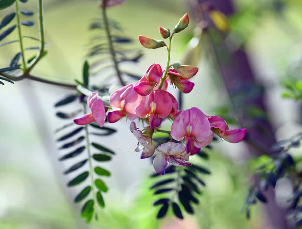 Wildflowers