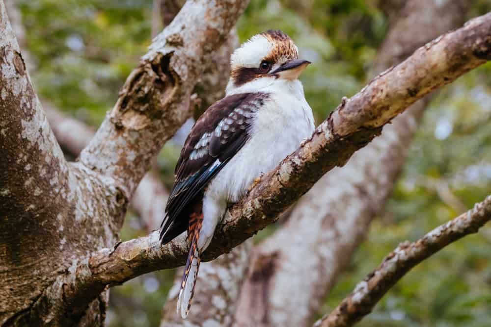 Kookaburra
