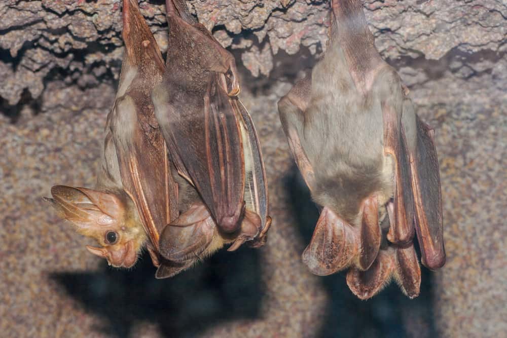 Ghost Bats
