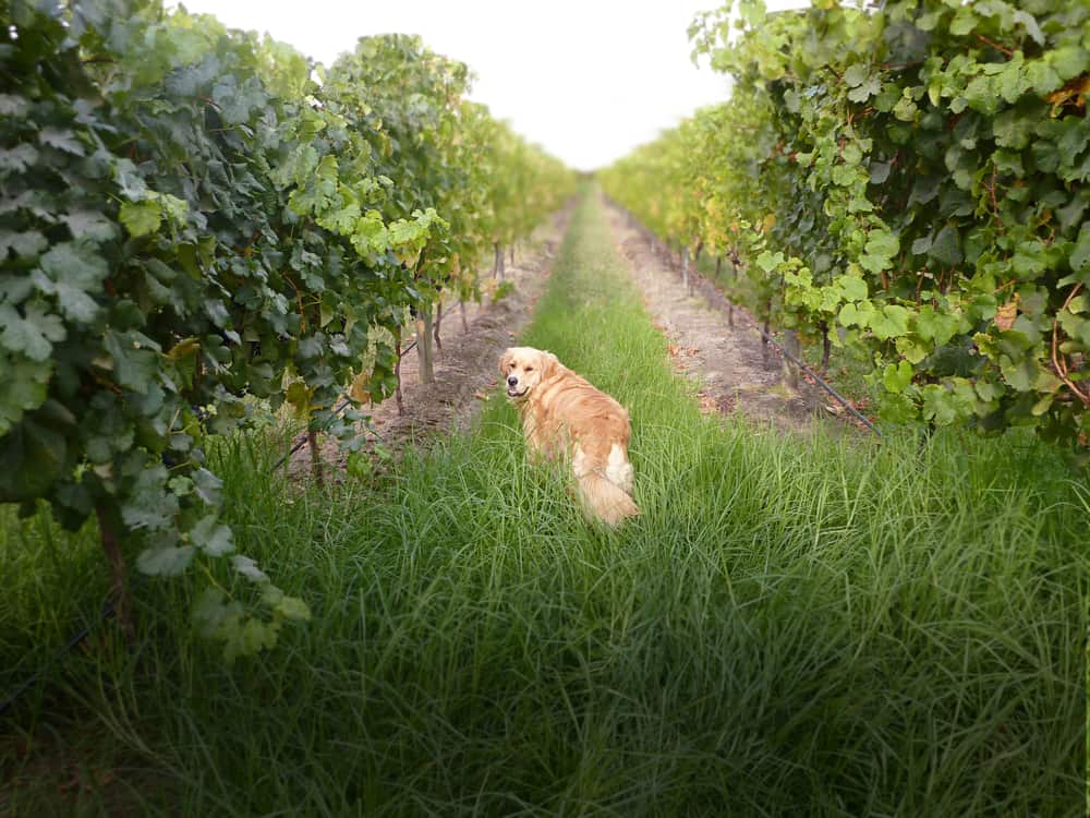 Gippsland Wine Region