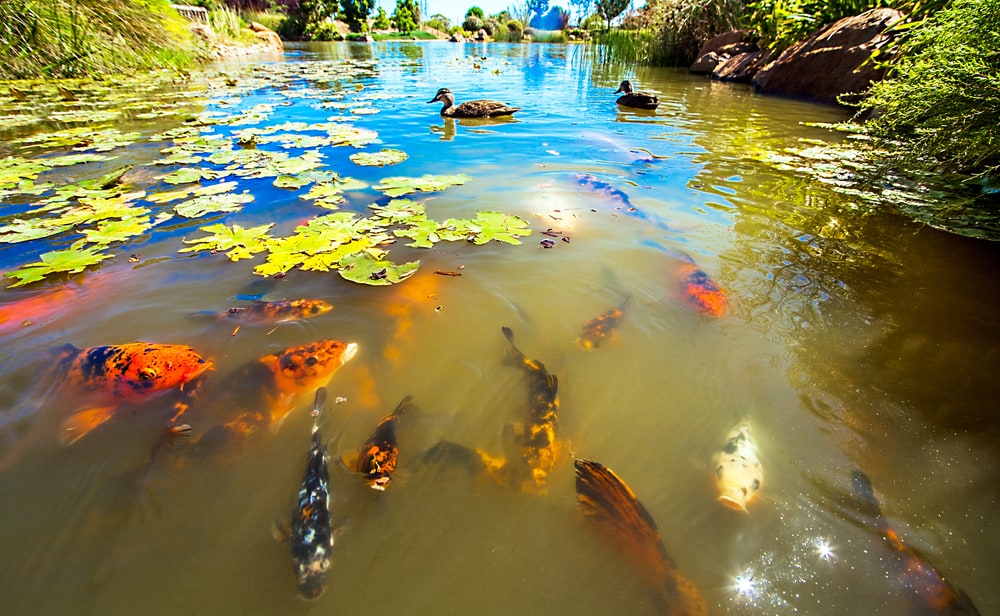 Shoyoen Japanese Garden