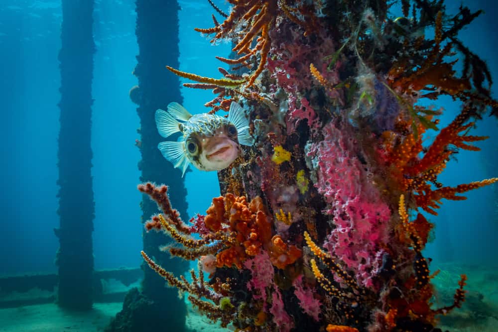 Underwater Observatory