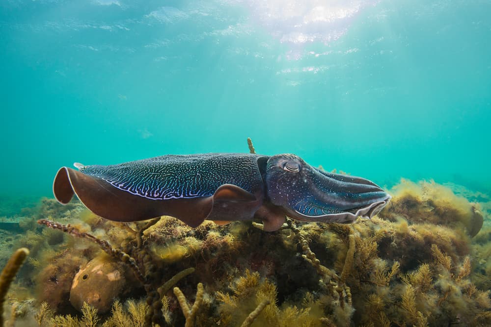 Cuttlefish