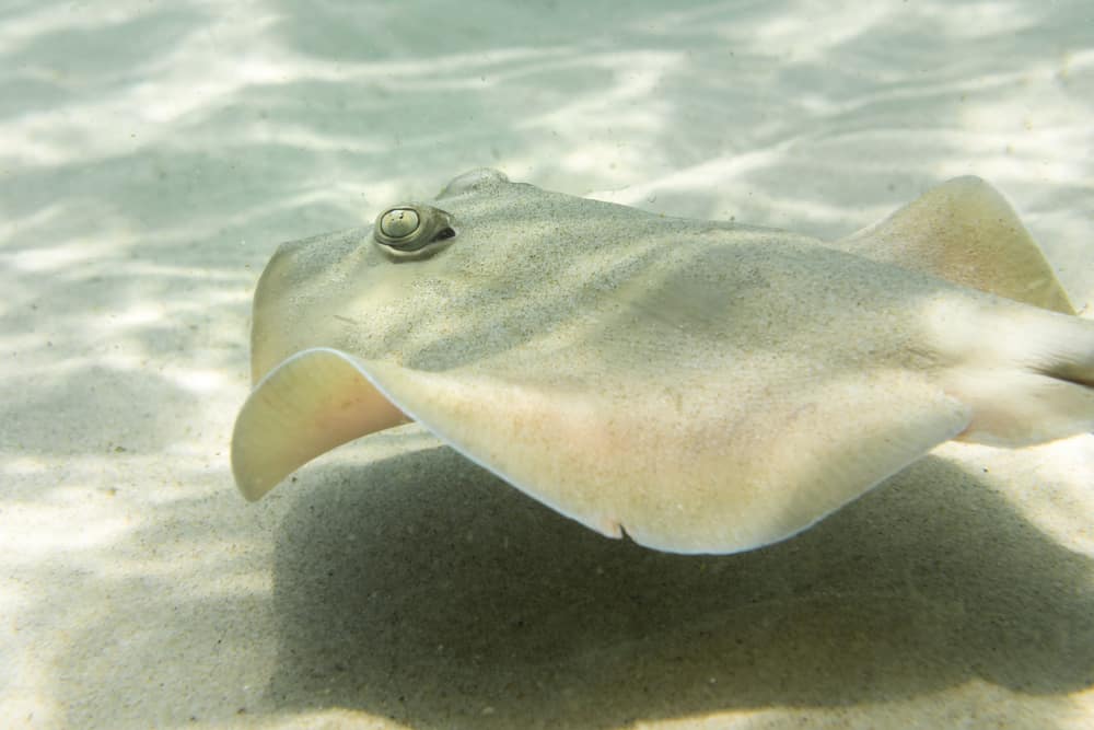 Irukandji Shark & Ray Encounters