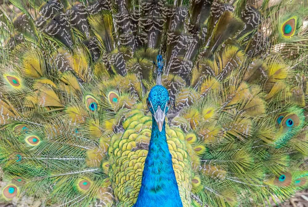 Peacock