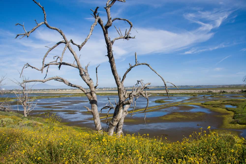 Bolsa Chica Ecological Reserve