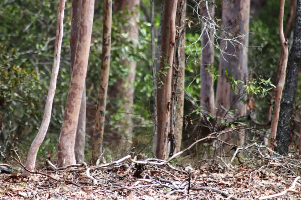 Woondum National Park
