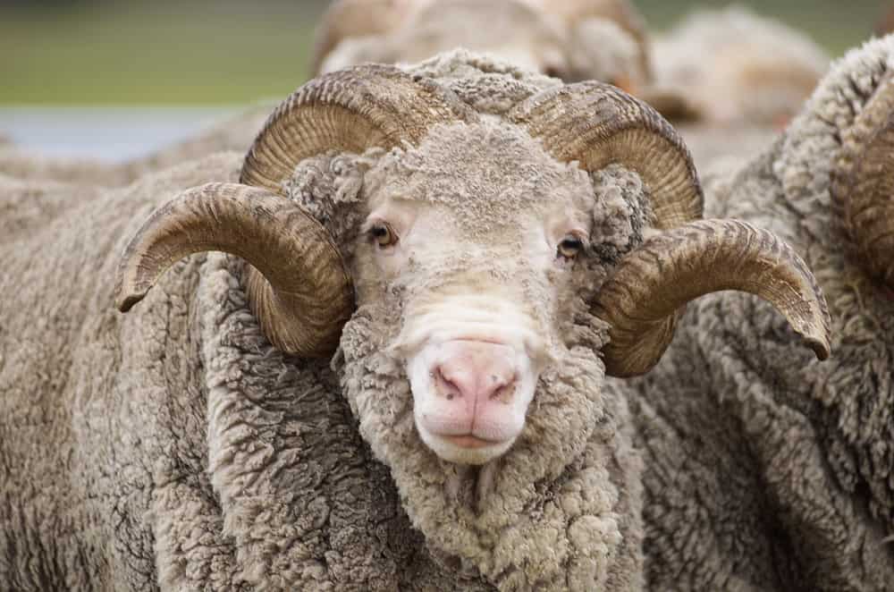 Bathurst Sheep and Cattle Show