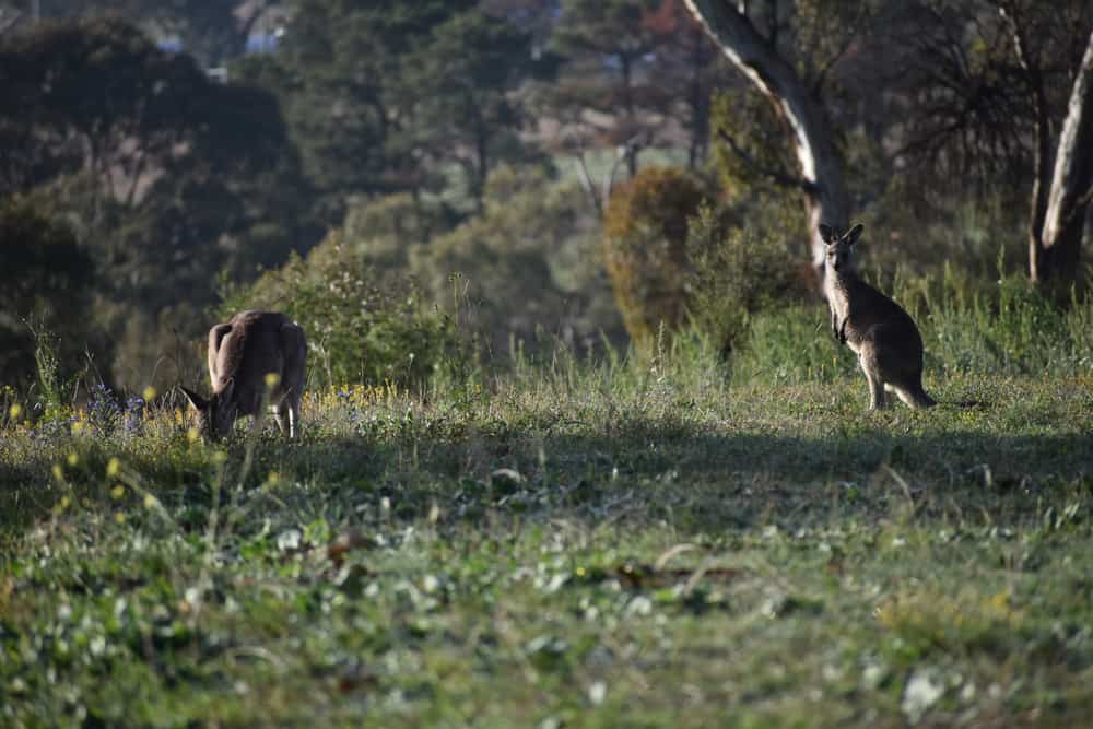 Kangaroo Boundary Road Reserve