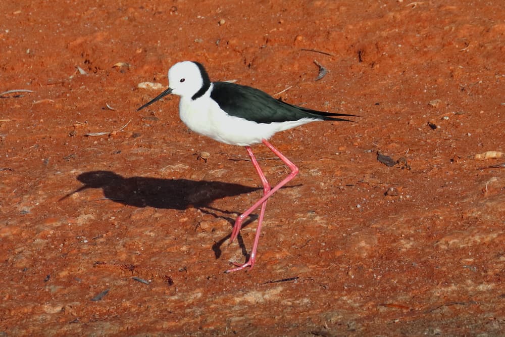 Whyalla Wetlands