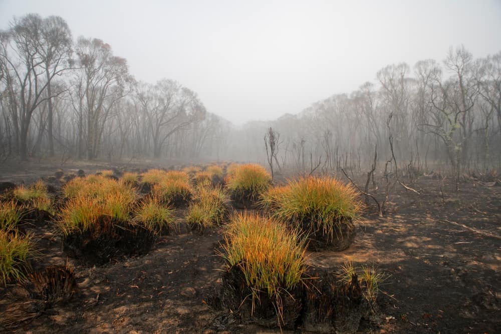 Bunyip State Park