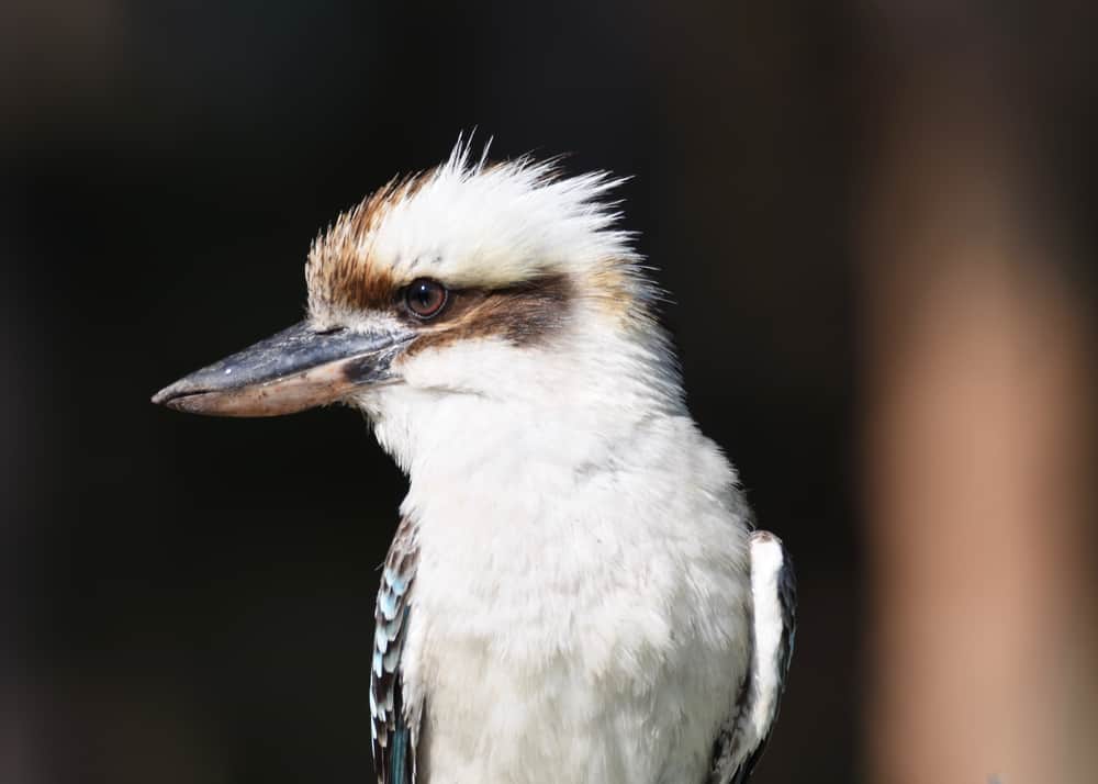 Kookaburra