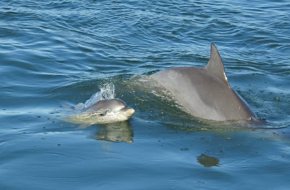 Whale and Dolphin Watching