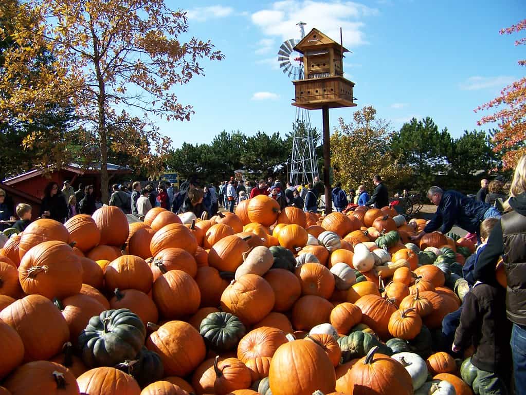 Bengtson’s Pumpkin Farm and Fall Fest