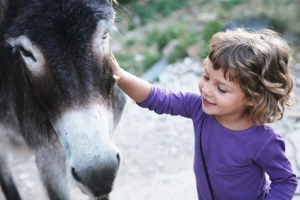 Donkey
